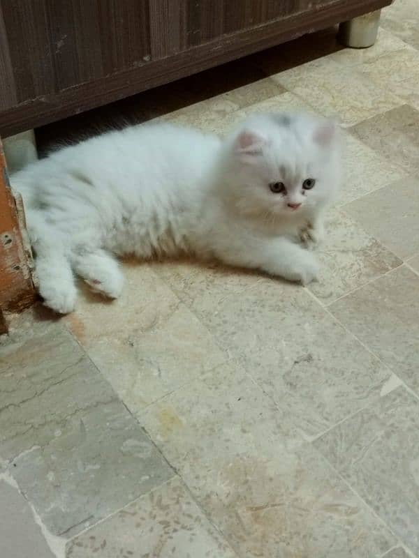 White female Persian kitten 1