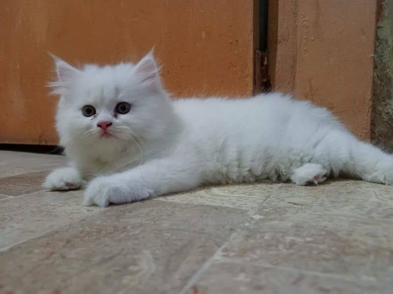 White female Persian kitten 2