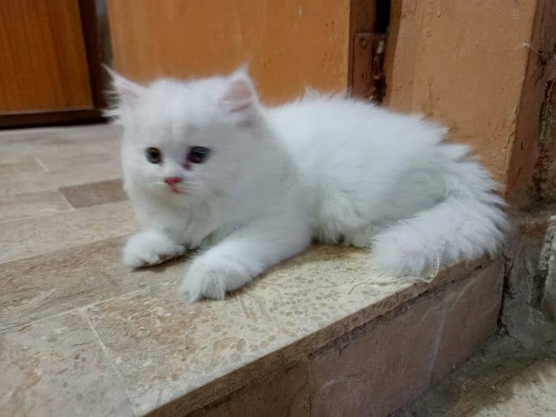 White female Persian kitten 3