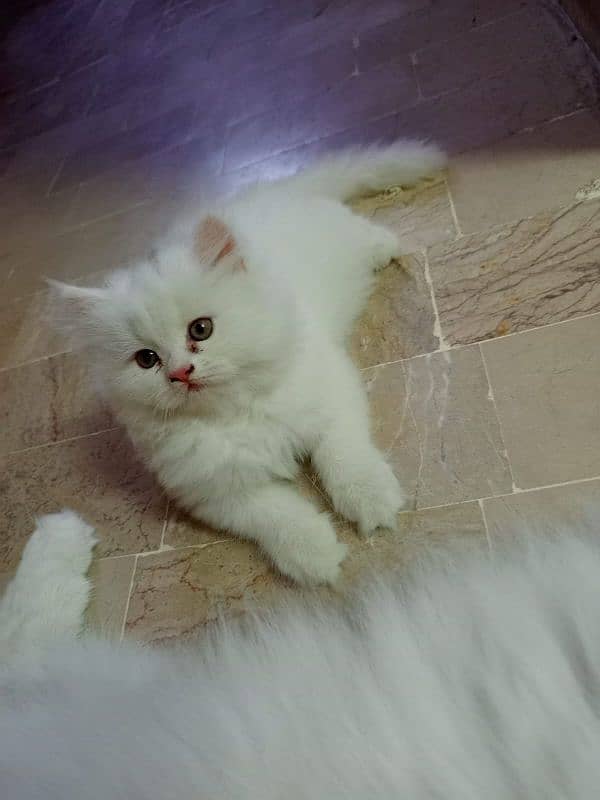 White female Persian kitten 4