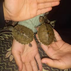 2 imported Turtles