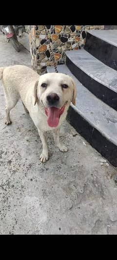 Labrador