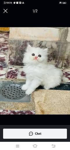 Persian cat for sale 2 month age WhatsApp number 03417057463