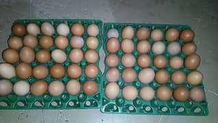 Organic Desi Eggs