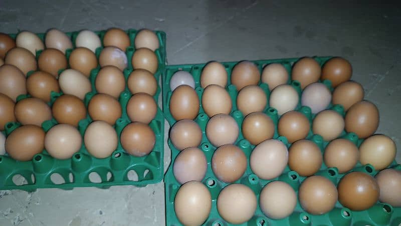 Organic Desi Eggs 1