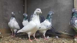 Lakhy goldan sialkoti pigeons for sale.