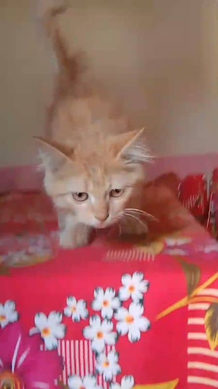 pairsian healthy and beautiful kitten for sale my watsap 03167349197 0