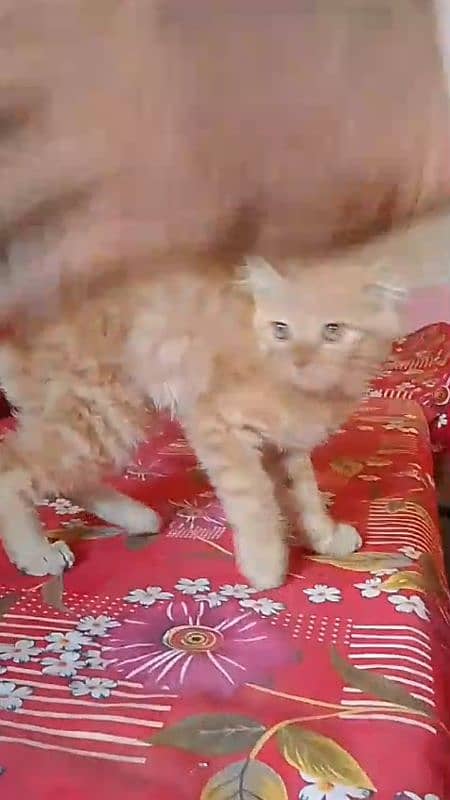 pairsian healthy and beautiful kitten for sale my watsap 03167349197 1