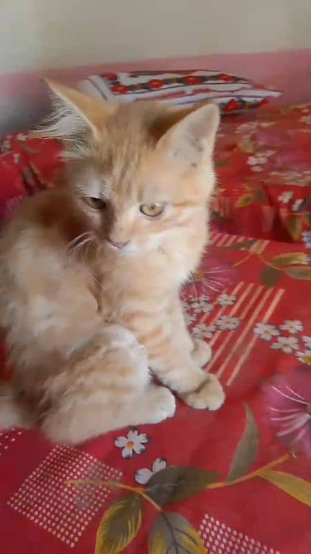 pairsian healthy and beautiful kitten for sale my watsap 03167349197 2