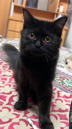 6 months persian female black kitten