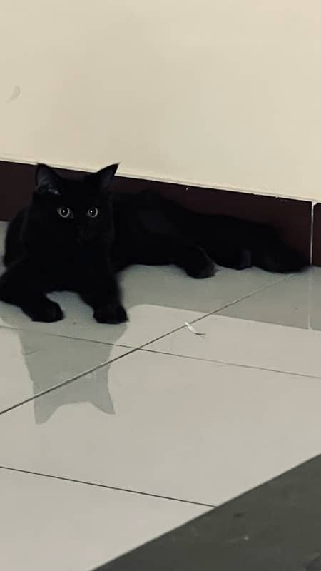 6 months persian female black kitten 2