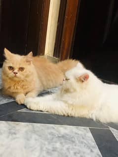 Punch face Persian pair for sale 0