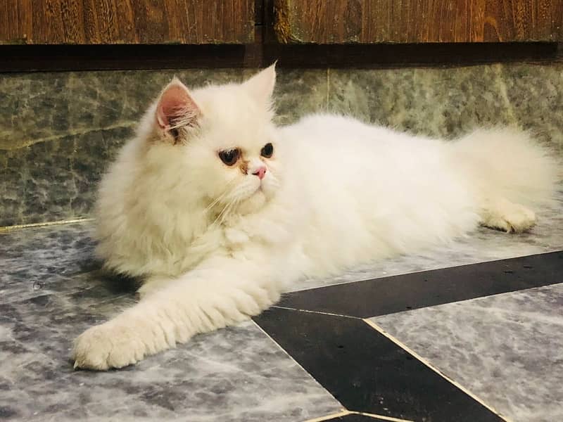 Punch face Persian pair for sale 1