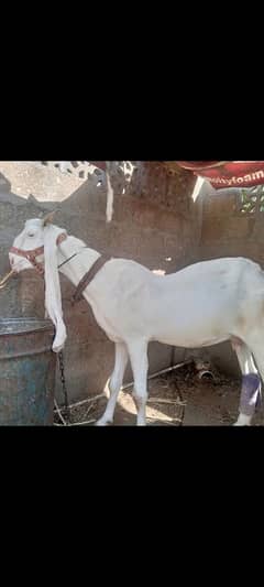 Gulabi bakri