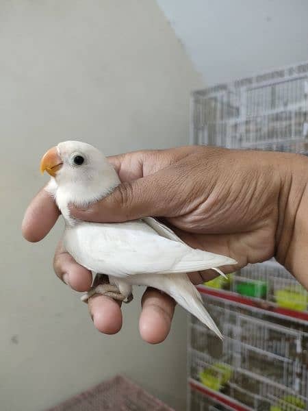 breeder pairs with eggs and cicks for sale 2