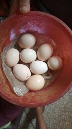 ASEEL EGGS AVAILABLE HERA ASEEL ONLY CALL ME 03004927357