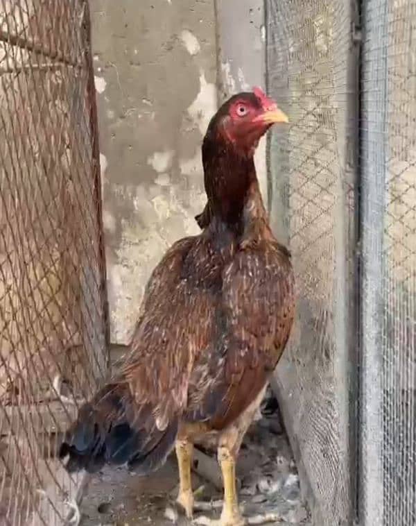 ASEEL EGGS AVAILABLE HERA ASEEL ONLY CALL ME 03004927357 2