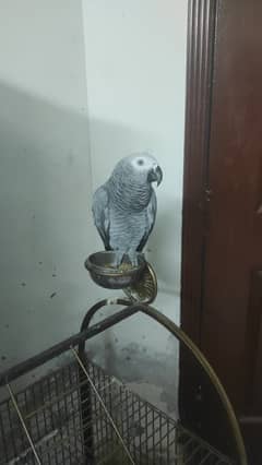 African grey with latest cage