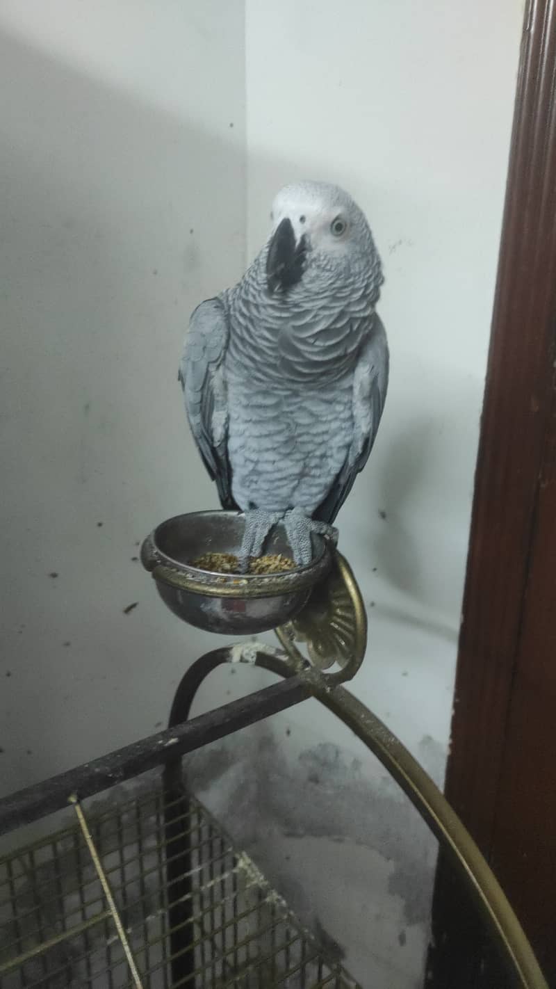 African grey with latest cage 2