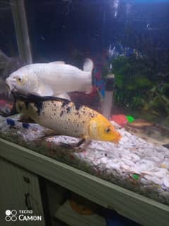 koi fish pair for sale 0