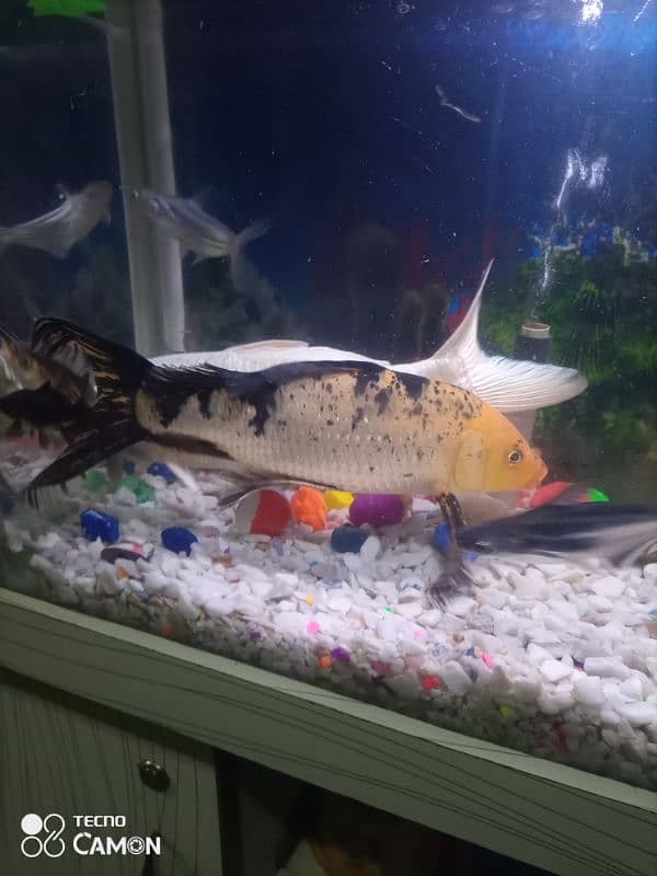 koi fish pair for sale 1