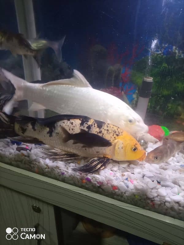 koi fish pair for sale 2