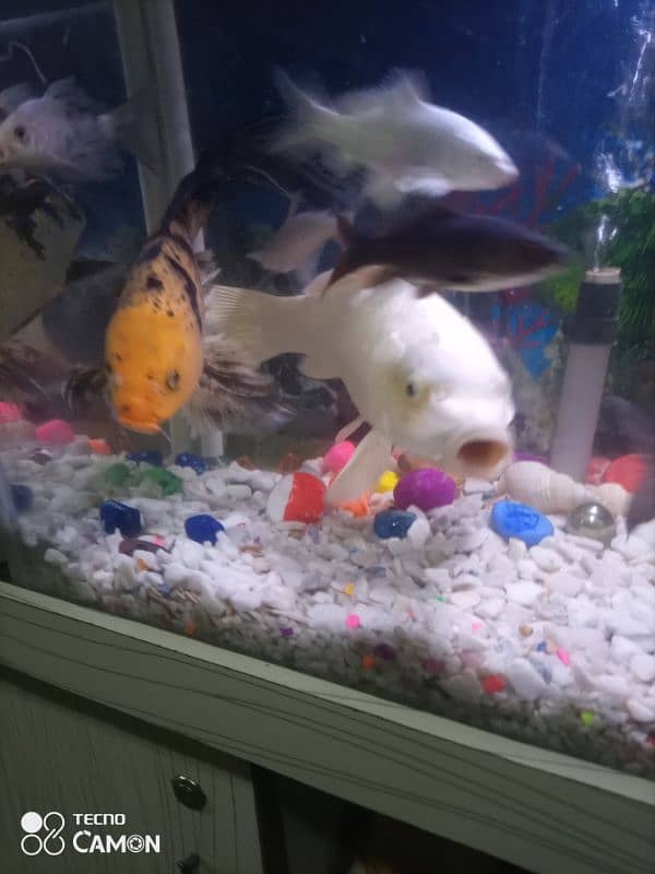 koi fish pair for sale 3