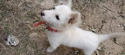 American poodle puppy