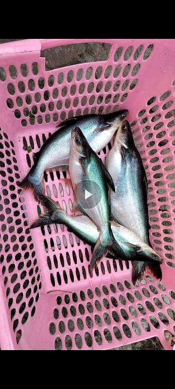 blue line shark pangasius live fish zinda machli 6