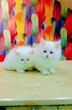 Persian Cat for sale my WhatsApp number 03276330466