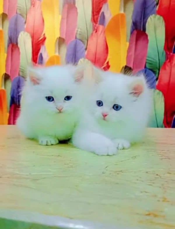 Persian Cat for sale my WhatsApp number 03276330466 1