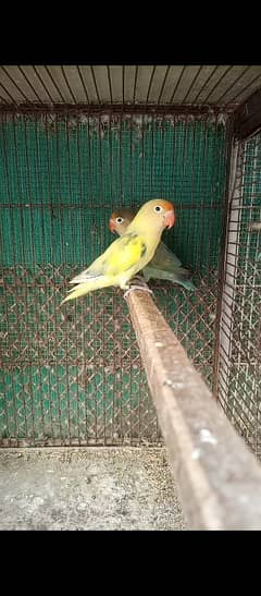 parblue pastal ino breeder pair and love birds breeder pair 0