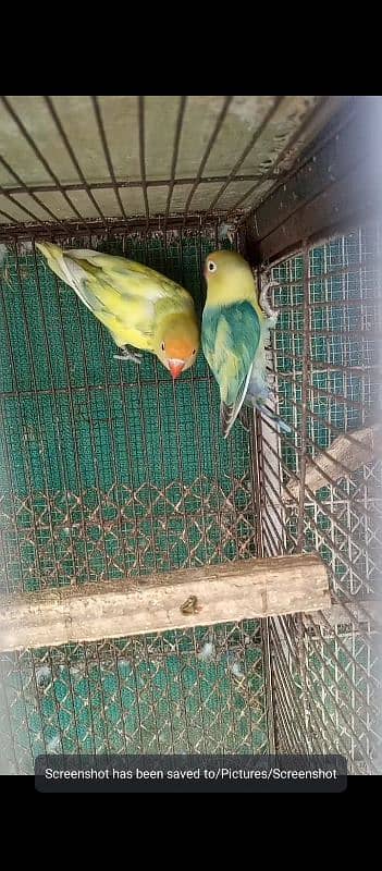 parblue pastal ino breeder pair and love birds breeder pair 1