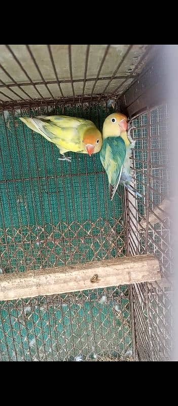 parblue pastal ino breeder pair and love birds breeder pair 2