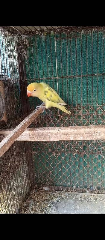 parblue pastal ino breeder pair and love birds breeder pair 3