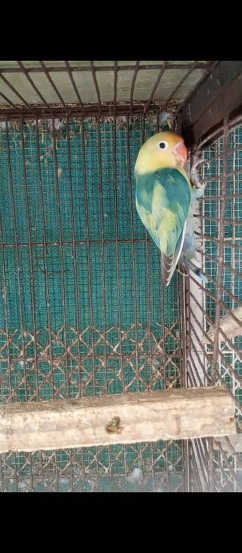 parblue pastal ino breeder pair and love birds breeder pair 4