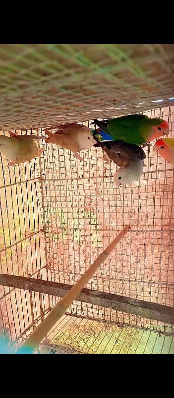 parblue pastal ino breeder pair and love birds breeder pair 5