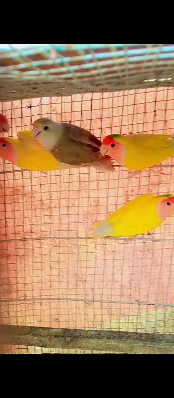 parblue pastal ino breeder pair and love birds breeder pair 6