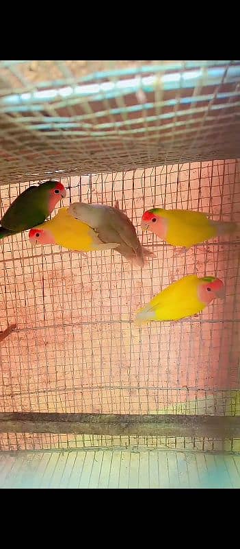 parblue pastal ino breeder pair and love birds breeder pair 7