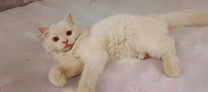 white triple coated cat 6 month age ha 0