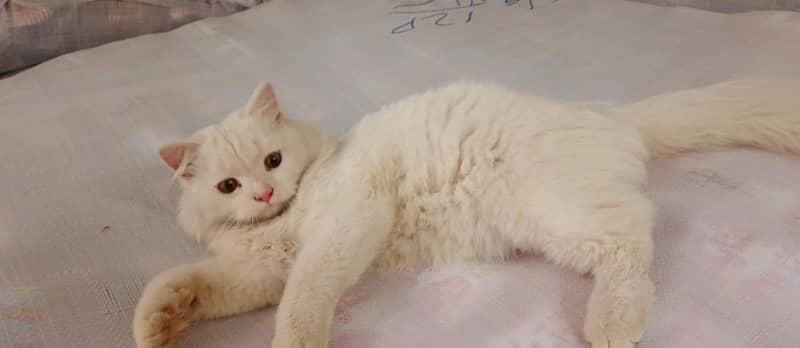 white triple coated cat 6 month age ha 1