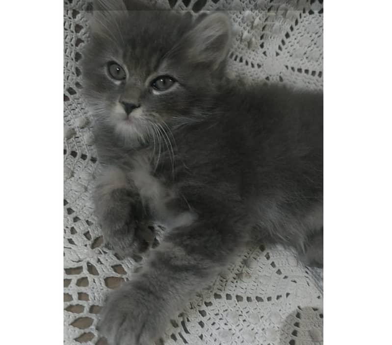 بلی کے بچے برائے فروخت , Persian Kitten , male, 45 days 03008003560 1