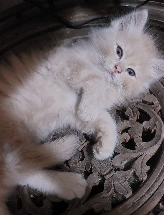 بلی کے بچے برائے فروخت , Persian Kitten , male, 45 days 03008003560 5