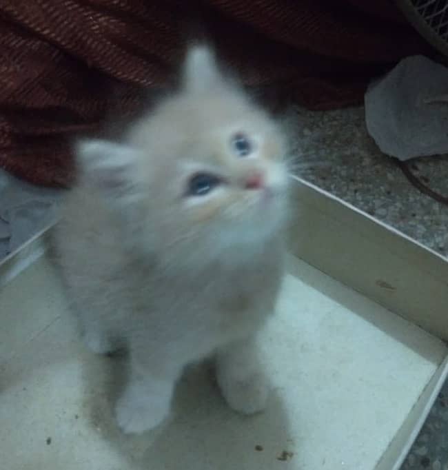 بلی کے بچے برائے فروخت , Persian Kitten , male, 45 days 03008003560 6