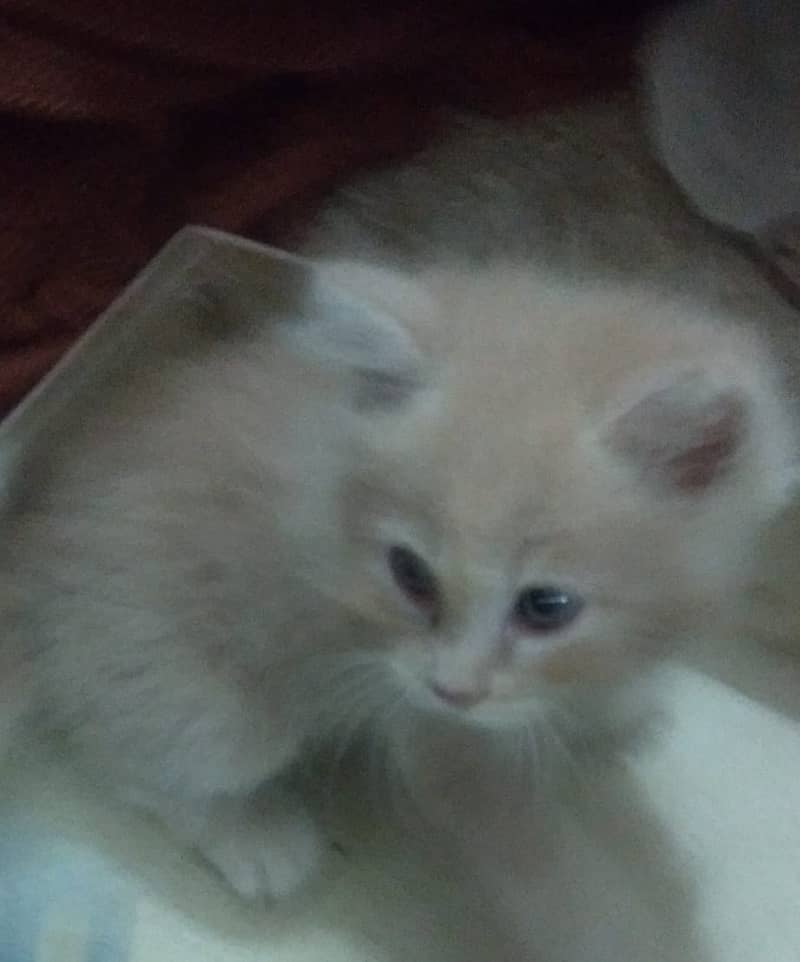 بلی کے بچے برائے فروخت , Persian Kitten , male, 45 days 03008003560 8