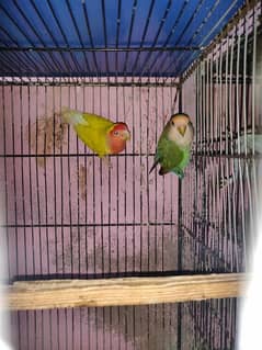 lovebird