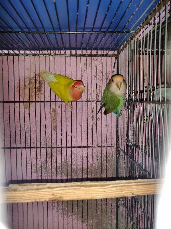 lovebird for sale 0