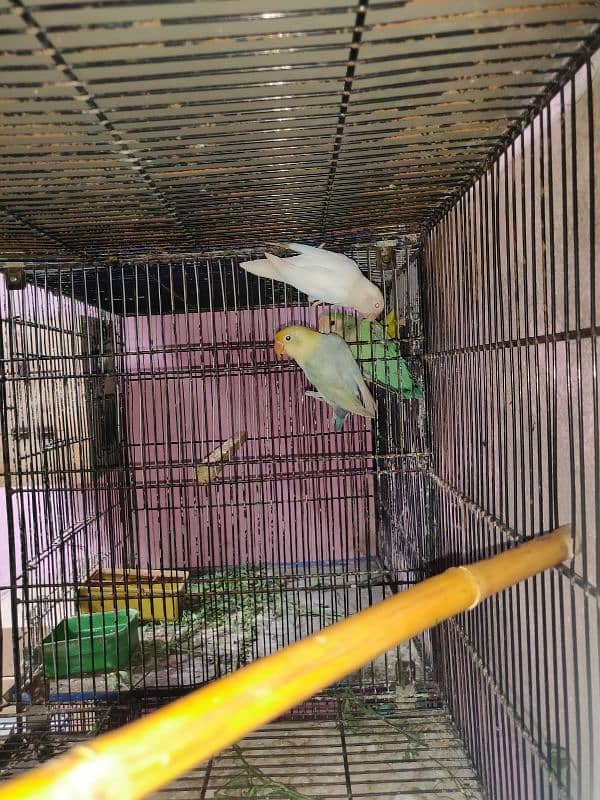 lovebird for sale 2