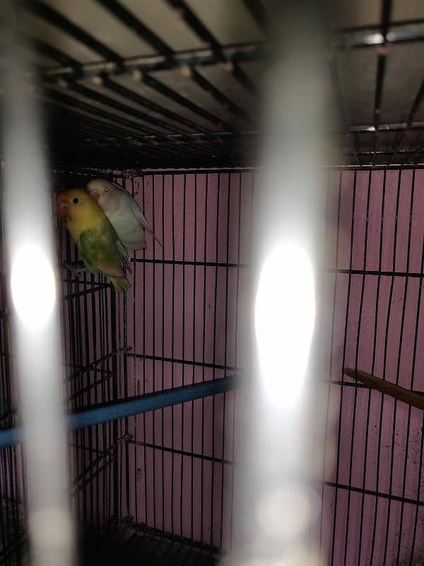 lovebird for sale 3