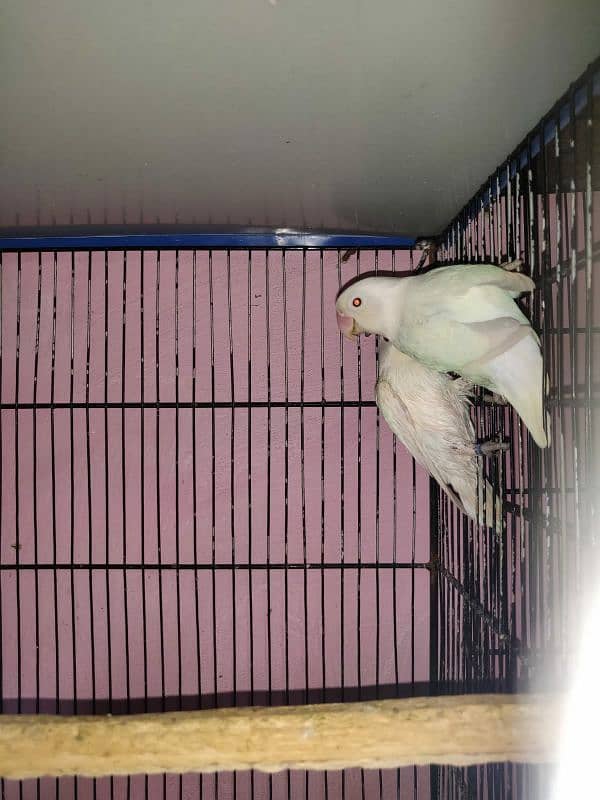 lovebird for sale 4